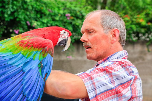 Dutch man holding red macaw on the arm outdoors. The dutch man is talking to his pet because this bird can say many words. It's a close up photo where you can see the vivid blue, green and red colors of this beautiful animal.