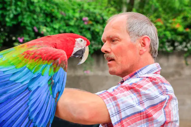 Photo of Man holds red macaw on the arm outside