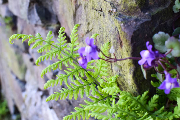 istock Fern and flowers grow on the stones. 1161992018