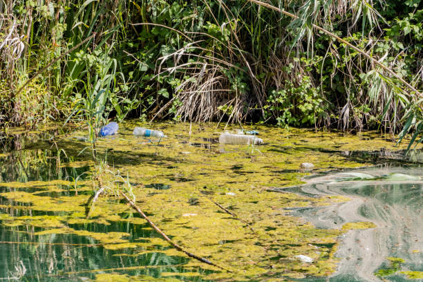 istock View of the pond 1161992169