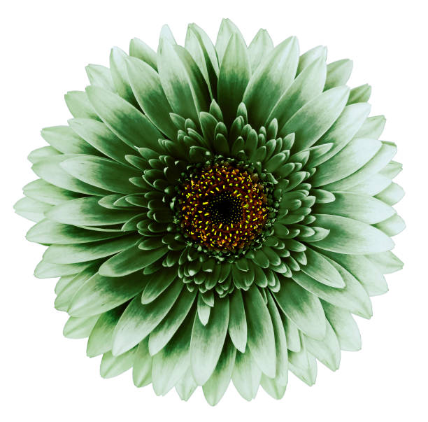 istock green gerbera flower, white isolated background with clipping path.   Closeup.  no shadows.  For design.  Nature. 1161992410