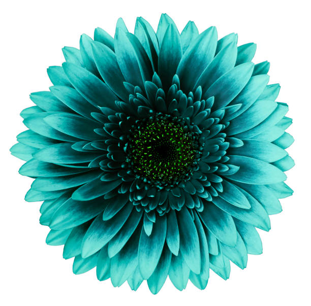 istock turquoise gerbera flower, white isolated background with clipping path.   Closeup.  no shadows.  For design.  Nature. 1161993349