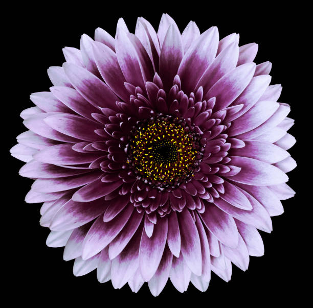 istock purple gerbera flower, black isolated background with clipping path.   Closeup.  no shadows.  For design.  Nature. 1161993627