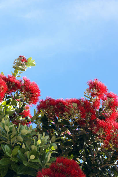 istock Delonix regia - a fiery tree against the blue sky. 1161993634