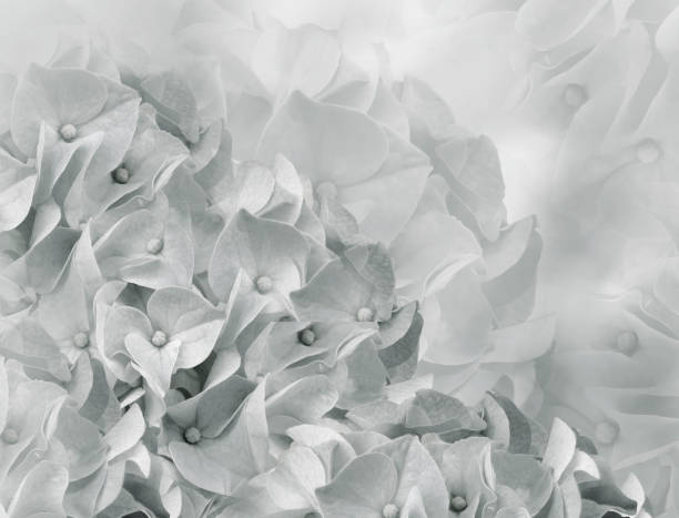 istock hydrangea flowers. white background. floral collage. flower composition. Close-up. Nature. 1161994776