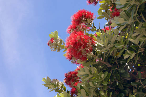 istock Delonix regia - a fiery tree against the blue sky. 1161994865