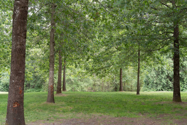 istock Green space with trees foliage and grass but no people 1161997877