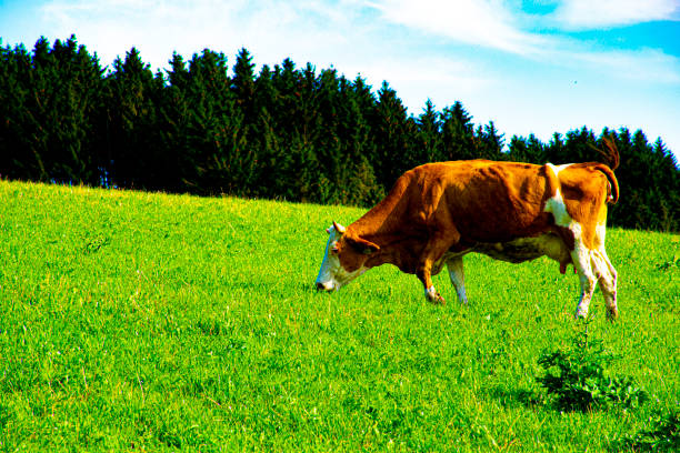 grazing brown cow in Asiago