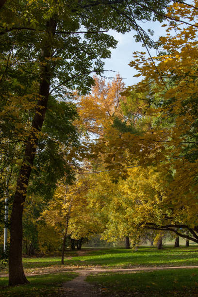 istock golden autumn in a park 1162000390
