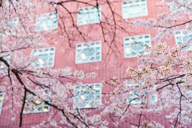 Many sakura cherry blossoms flowers blooming on tree branches against residential house building in blurred background in Shinjuku Tokyo, Japan
