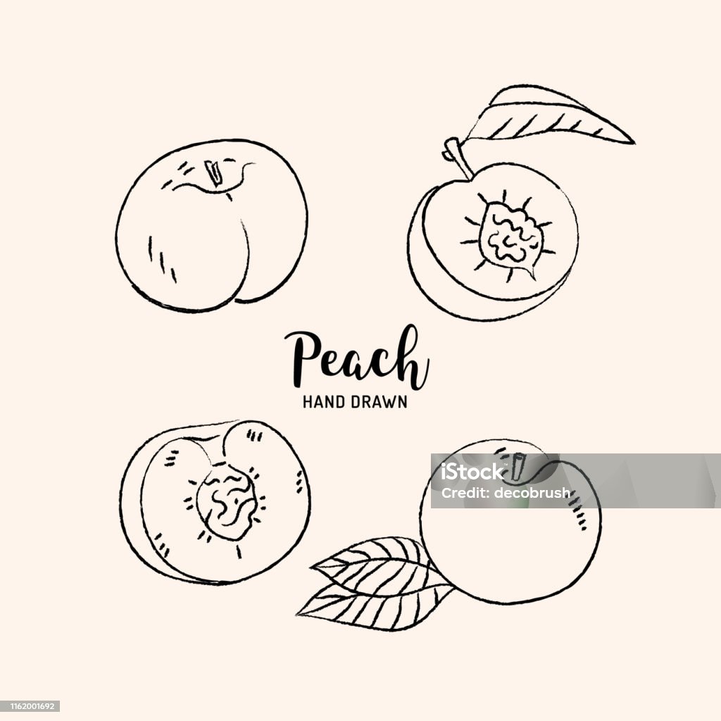 Rút Quả Đào Quả Đào Cắt Làm Đôi Với Xương Phác Thảo Đào Trên Nền ...