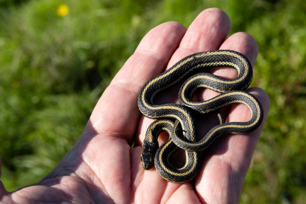 istock Small garter snake curled on a man's hand outside 1162003064