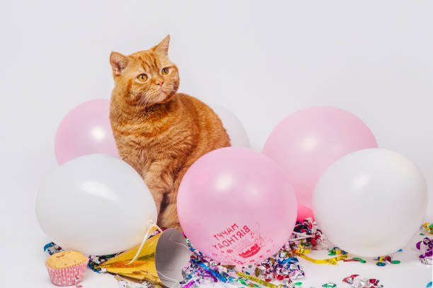 istock Red british cat in a birthday confetti and balloons 1162003607