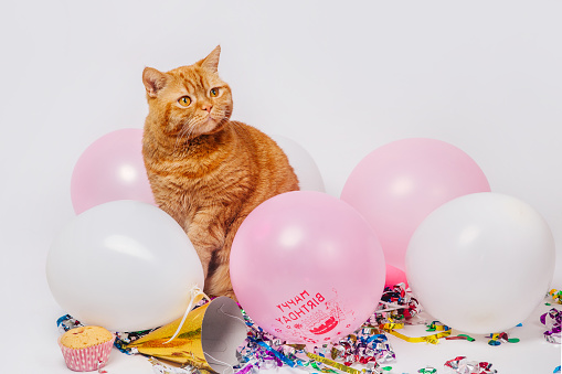 Red british cat in a birthday confetti and balloons on white background