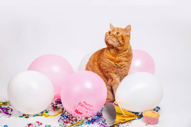 istock Red british cat in a birthday confetti and balloons 1162003632