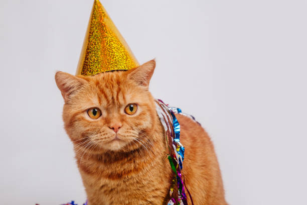 istock Red british cat in a birthday hat and confetti on white background 1162003676