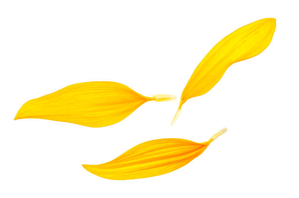 istock Sunflower petals isolated on white background 1162005209