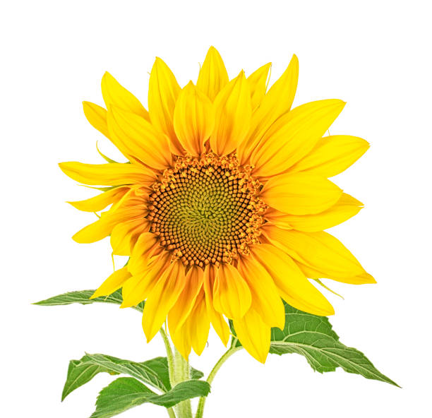 istock Sunflower with leaves isolated on a white background 1162005210