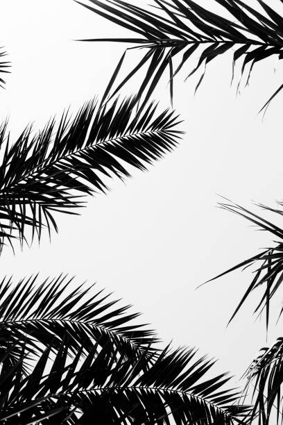 istock leaves of the palm 1162005630