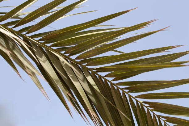 istock leaves of the palm 1162005637