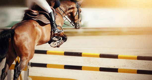 istock The brown horse overcomes an obstacle. 1162006353