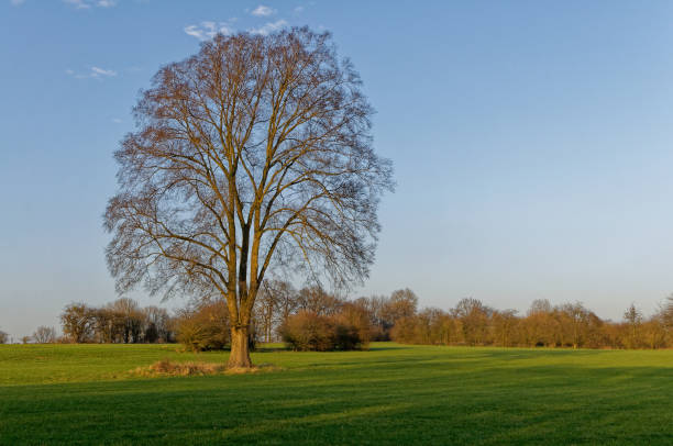 istock Old solitary oak in the conutryside during winter. 1162006556