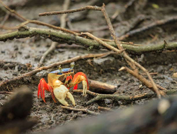 Christmas Island National Park: the Gecarcoidea lalandii, commonly known as the purple land crab or Andaman Islands purple crab, is a terrestrial species within the Gecarcinidae family that inhabits moist coastal forests and areas across the Indo-West Pacific region, including parts of Christmas Island where it is less common than its congener Gecarcoidea humei but can be observed in scattered locations. Adults grow to a carapace width of up to 160 millimeters, featuring a dark purple upper body that grades to cream underneath, with large rounded claws lighter in color. These crabs are opportunistic omnivores, feeding on carrion, insects, plant litter, seeds, fruits, and occasionally mammalian feces, while exhibiting behaviors akin to the island's red crabs, such as occasional participation in annual migrations to the sea for spawning. As obligate air-breathers in adulthood, they dig burrows in damp soil for shelter and rely on periodic access to water, facing potential threats from habitat disturbance and invasive species on Christmas Island.