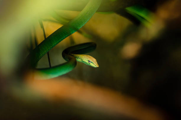 istock Ahaetulla prasina (0.1 - female) from Sri Lanka. 1162008016