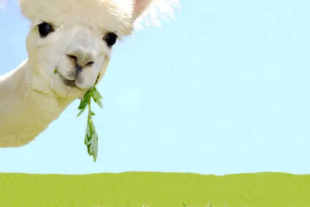 Photo of Portrait of beautiful white curious alpaca on sky blue background.