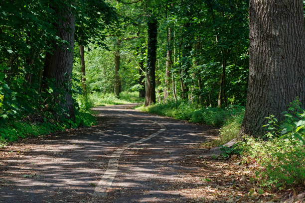 Bicycle lanes on the asphalt road in the nature. Muenster, Germany