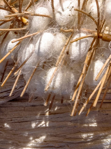 istock Silkworms cocoons in Brazil 1162009941