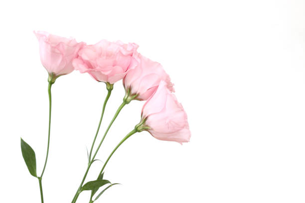 istock bouquet of eustoma in a white background 1162010115