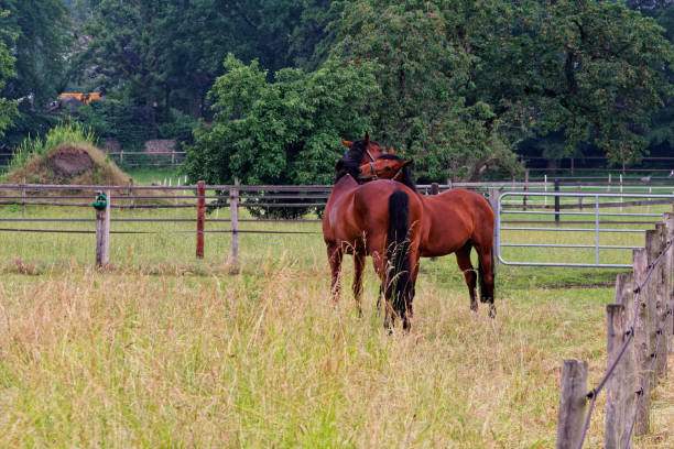 istock Two horses in a meadow embracing in friendship 1162010225