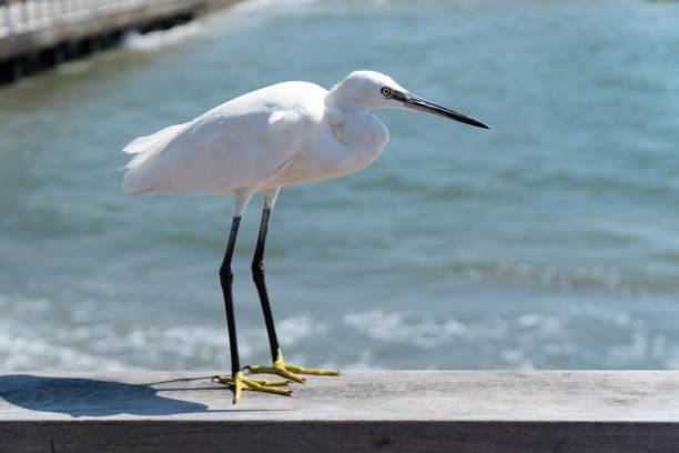 istock Little egret standing on deck railing at the Tel Aviv Old Harbor. 1162010286