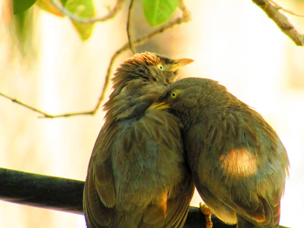 These loving birds care for each other so beautiful