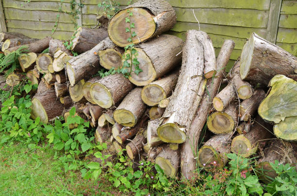 istock Pile of sawn logs stored for firewood 1162015511