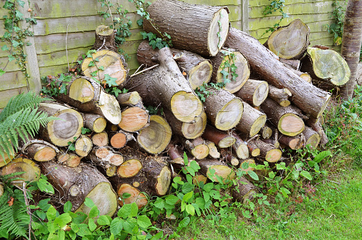 Pile of sawn logs stored for firewood