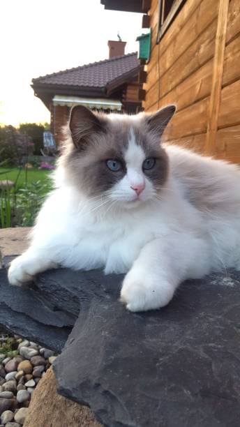 istock Cute white ragdoll cat sitting on the stone 1162015790
