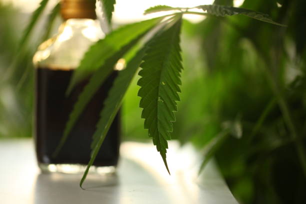 istock Medical marijuana cannabis cbd oil 1162016812