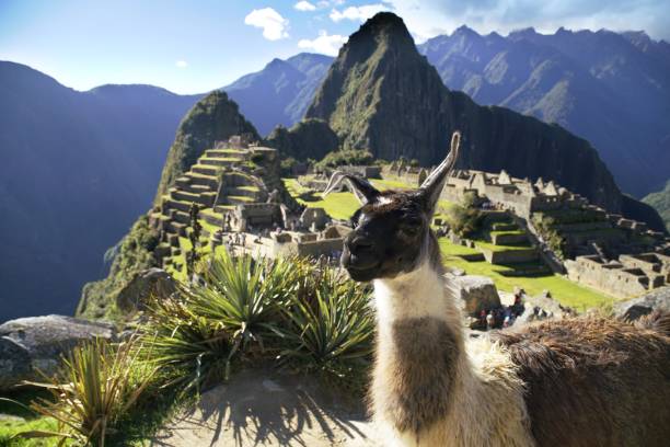 istock llama at the Machu Picchu ruin 1162016884