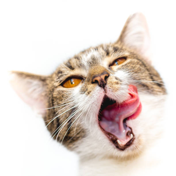 istock The cat licks its tongue wide open mouth 1162016928