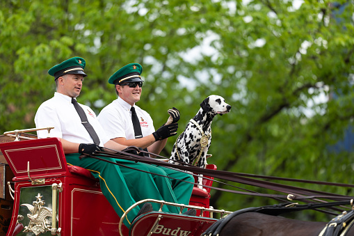 Louisville, Kentucky, USA - May 2, 2019: The Pegasus Parade, The Budweiser Clydesdales going down the street during the parade