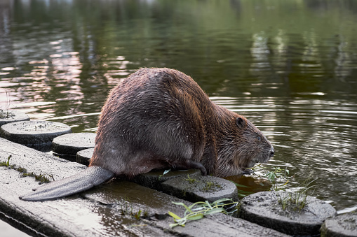 Beaver in a pond