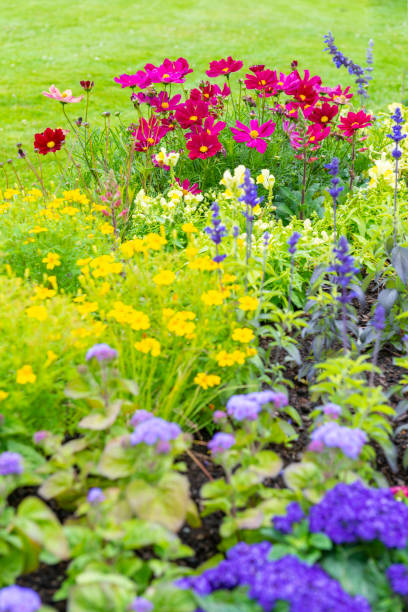 istock Cosmos flowers flowerbed 1162019229