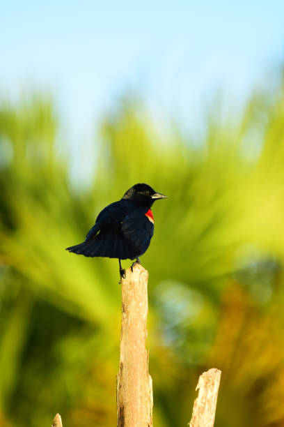 istock Sunlit Red-winged Blackbird perched on dead palm frond tip with out of focus cabbage palm in background 1162020785