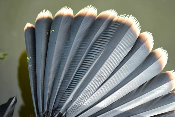 Fanned - out tail feathers of Anhinga drying in the sun
