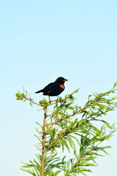 istock Red-winged Blackbird perched on top of young Cypress tree 1162020893