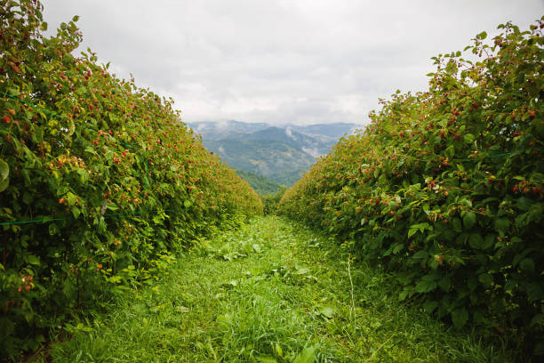 Raspberry Fields in Serbia stock photo