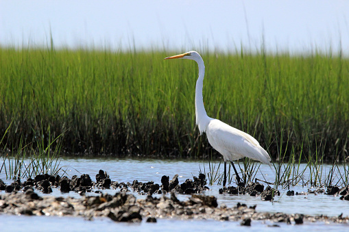Elegant Great Egret Walks along oyster bed at Rachel Carson Nature Preserve in Beaufort, North Carolina USA. Also called Great White Egret.