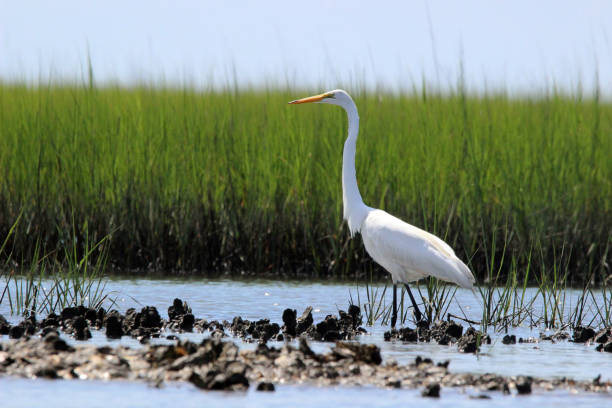 Great Egret on Oyster Bed Elegant Great Egret Walks along oyster bed at Rachel Carson Nature Preserve in Beaufort, North Carolina USA. Also called Great White Egret. wader bird stock pictures, royalty-free photos & images